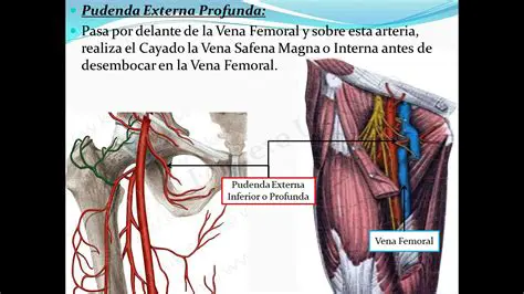 A Coleta de Sangue da Veia Femoral