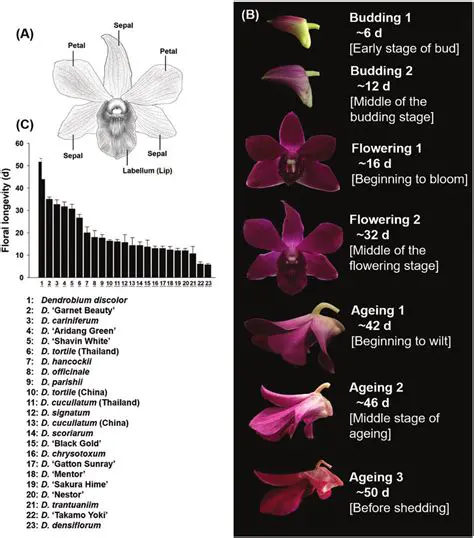 A Study on the Effect of Growing Media on the Growth of Dendrobium Orchids