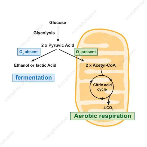 Aerobic Metabolism and Lactate Production