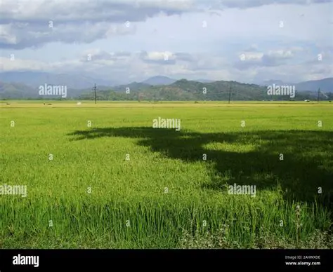 Agriculture in the Fertile Plains