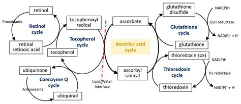 Antioxidant Potential of Ascorbic Acid