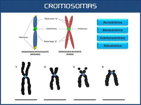 Autosomas y cromosomas sexuales
