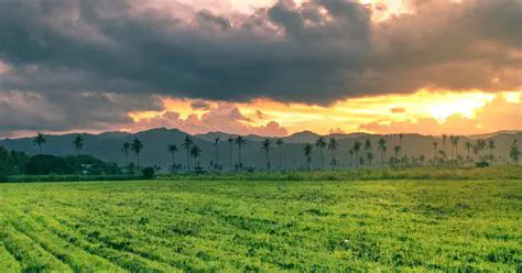 Background of Land Conversion in Tanjung Sari Village