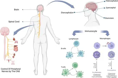 Brain Damage and the Nervous System