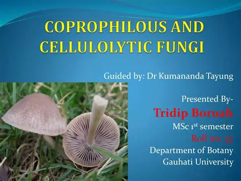 Diversity of Cellulolytic Fungi Species