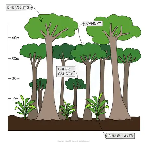 Features of Tropical Royal
