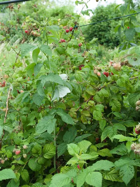 Finding the Ratio of Raspberries to Sugar