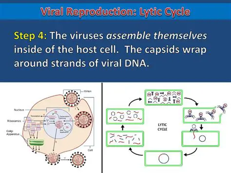 Frequently Asked Questions About Viral Reproduction