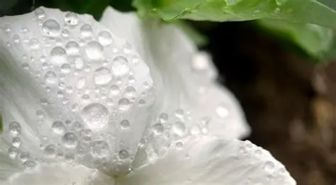 Historia del Nombre de las Gardenias