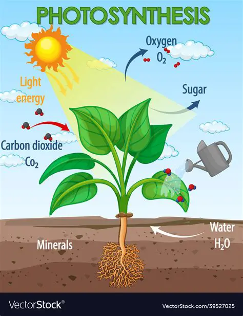 How Energy is Conserved in Photosynthesis