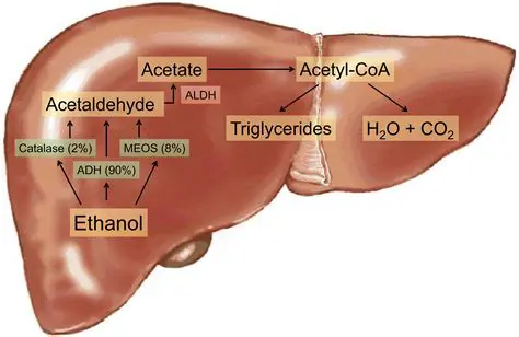 How Exercise Affects Alcohol Metabolism
