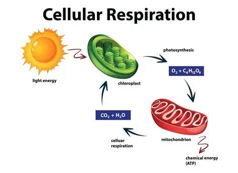 Implications of the Reaction on Cellular Respiration