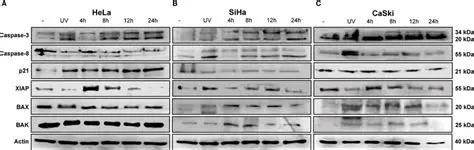 Intrinsic Elements of Sonduk Hela