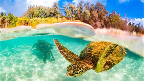 Introduction to Turtle Bay