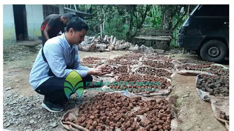 Investment in Gambier Production