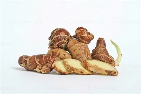 Kencur Rhizome and its Content