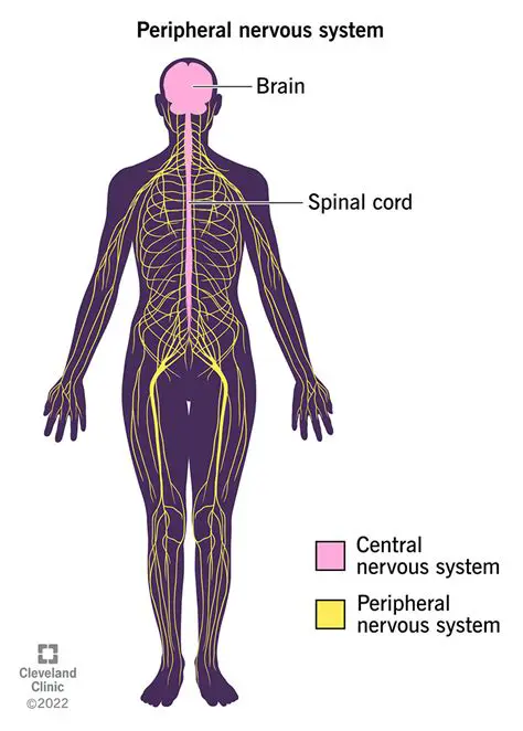 Key Characteristics of a CNS