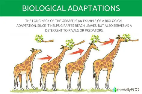 Key Features of Adaptation