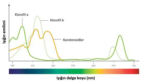 Kromatografi ve Kimyasal Sanayide