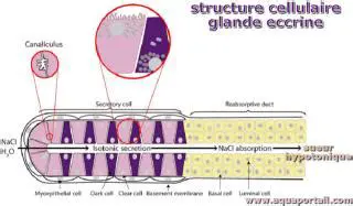 La morphologie de la glande sudoripare eccrine