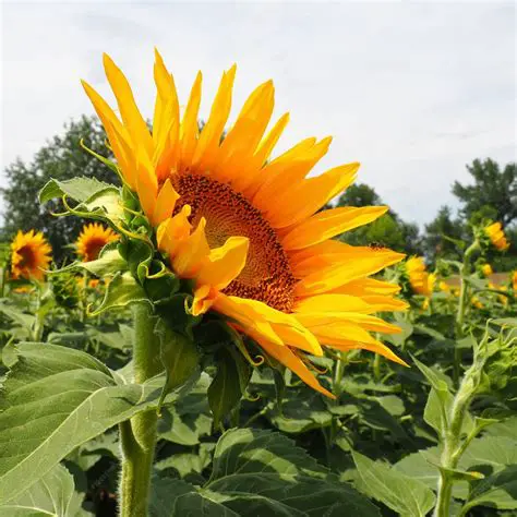 Le Jardin de la Famille Tournesol