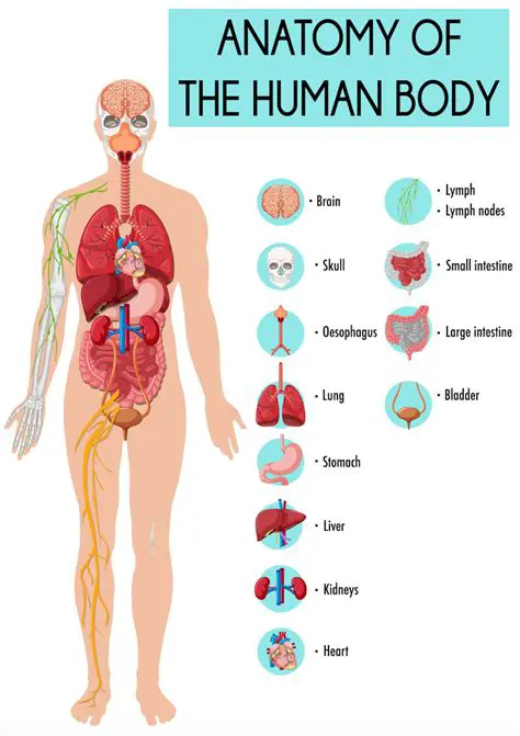 Limited understanding of human anatomy