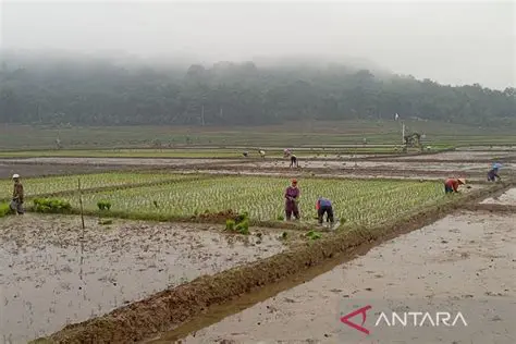 Membeli pangan pokok secara berkelanjutan