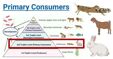 Options for Primary Consumers