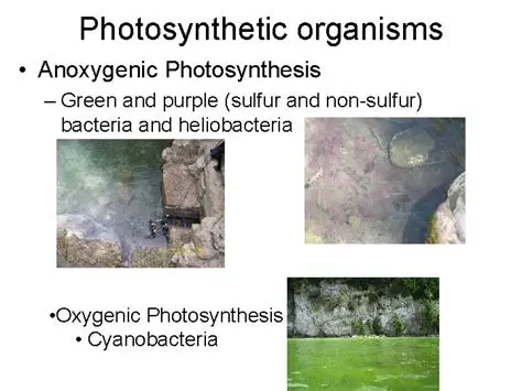Organisms that Undergo Anoxygenic Photosynthesis