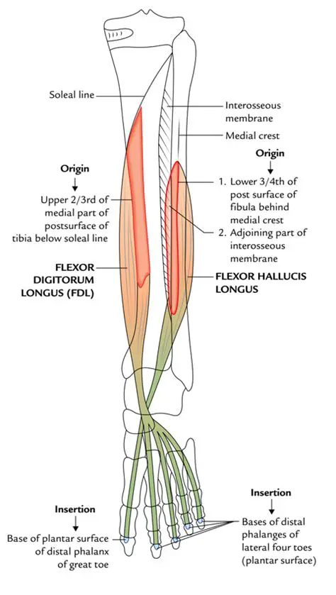 Origin of the Flexor Digitorum Longus Muscle