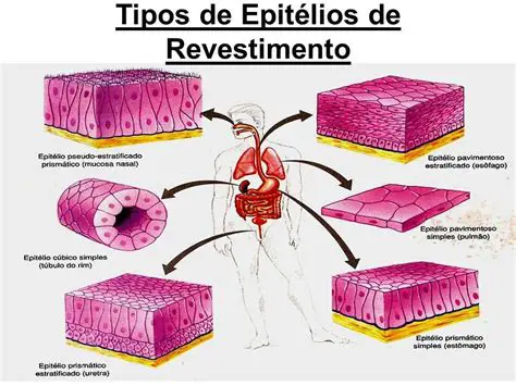Perguntas e Respostas sobre os Tecidos Epiteliais de Revestimento