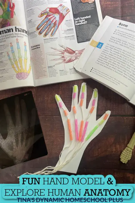 Preview Hand Models and Animation Sequences