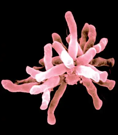 Rhodopseudomonas palustris