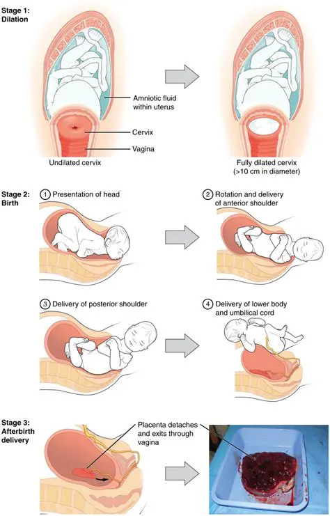 Similarities in the Experience of Childbirth