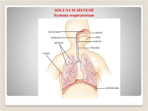 Solunum sistemi kanserleri