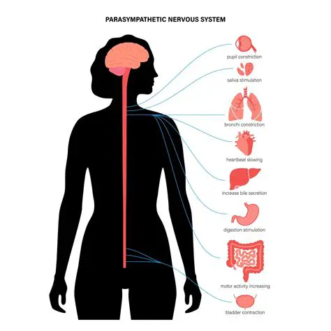 Stimulation of the parasympathetic nervous system