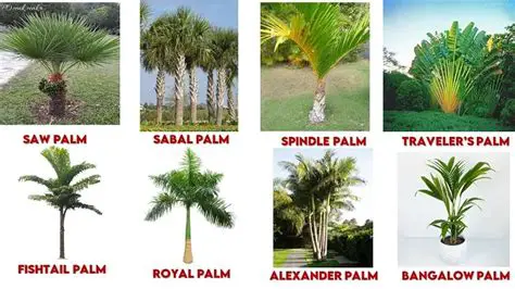 Support for Various Palm Devices