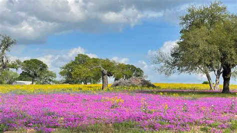 Texas: A Deep Dive into the Lone Star State's History, Culture, and Economy
