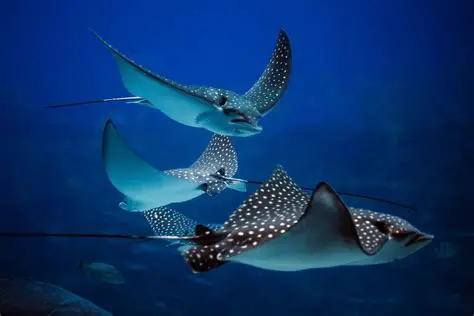 The Amazing Adaptations of Stingrays