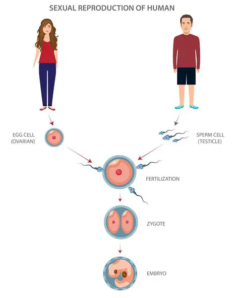 The Basics of Sexual Reproduction