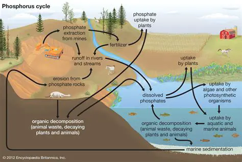 The Causes of Eutrophication