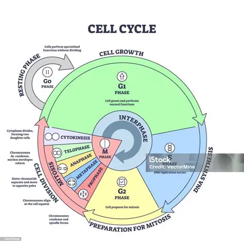 The Concept of Cell Growth and Division