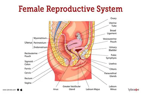 The Correct Description of the Human Female Reproductive System