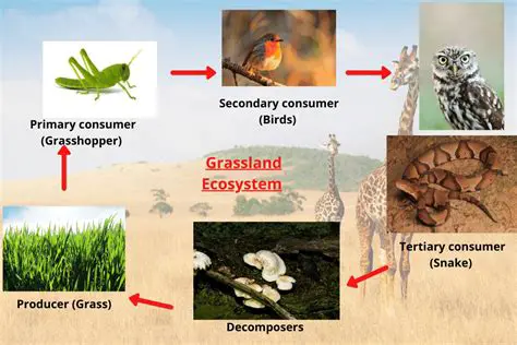 The Emergence of Grasslands