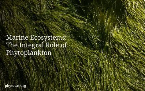 The Importance of Phytoplankton in Marine Ecosystems