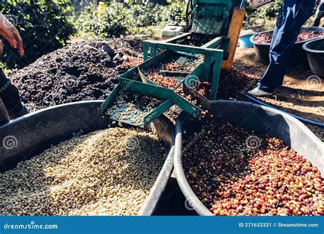 The Importance of Removing Cherry from Green Bean