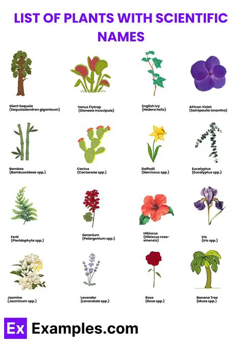 The Importance of Scientific Names in Biodiversity Categorization