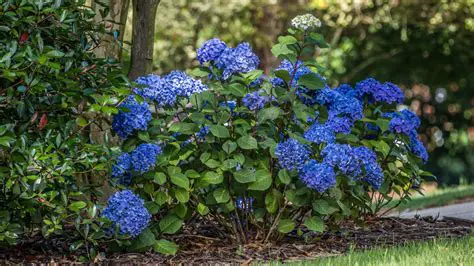 The Importance of Shade in Flower Growth