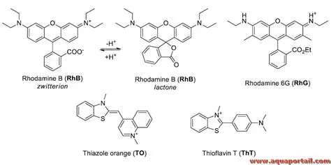 The Importance of Studying the Effects of Rhodamin B