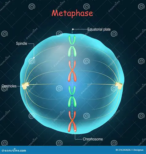 The Importance of the Metaphase Stage